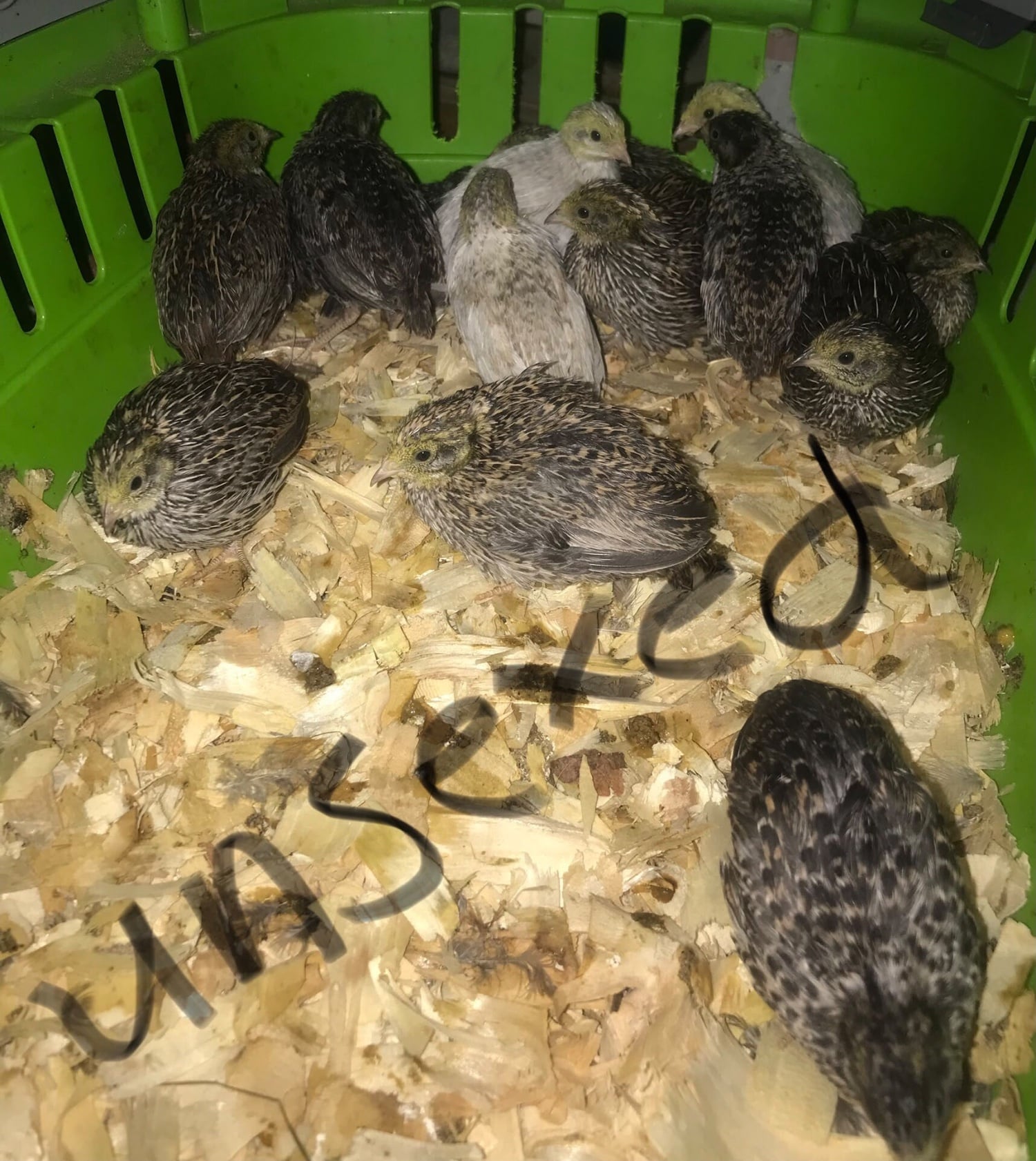 Warminster QUAIL CHICKS/CHINESE PAINTED BUTTONS !l