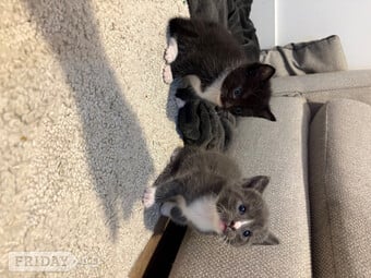 CUTE kittens for sale 