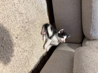 CUTE kittens for sale 