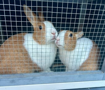 X2 Rabbits female
