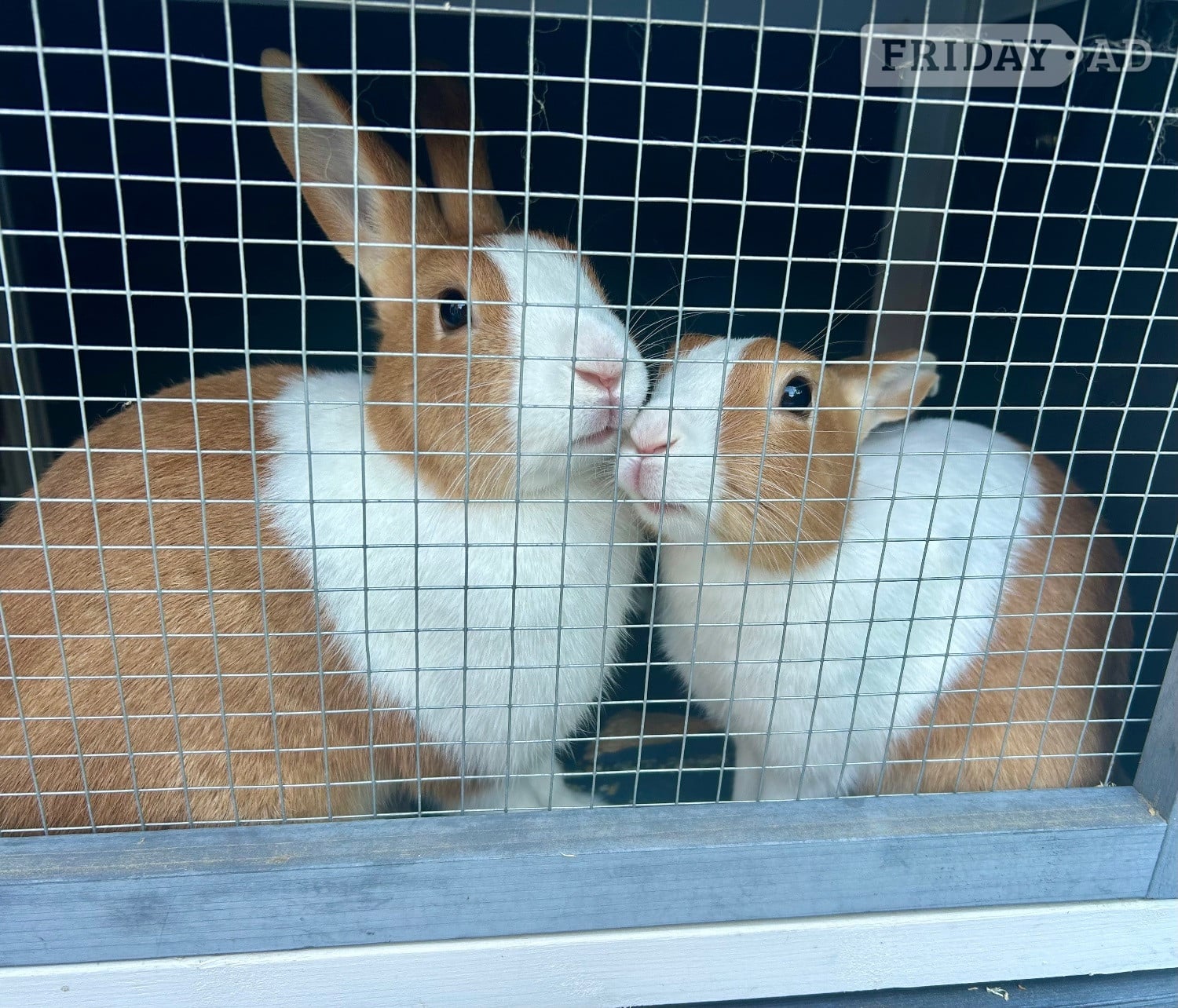 X2 Rabbits female in Hailsham