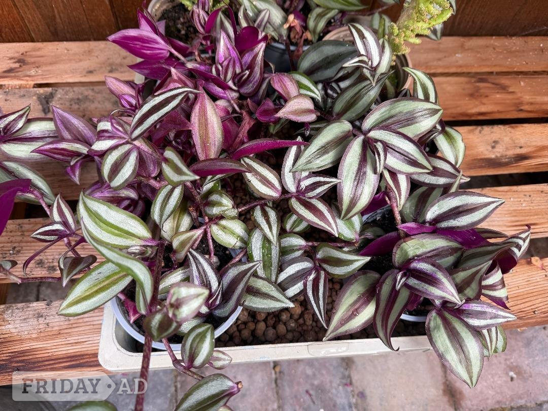 Various House plants 