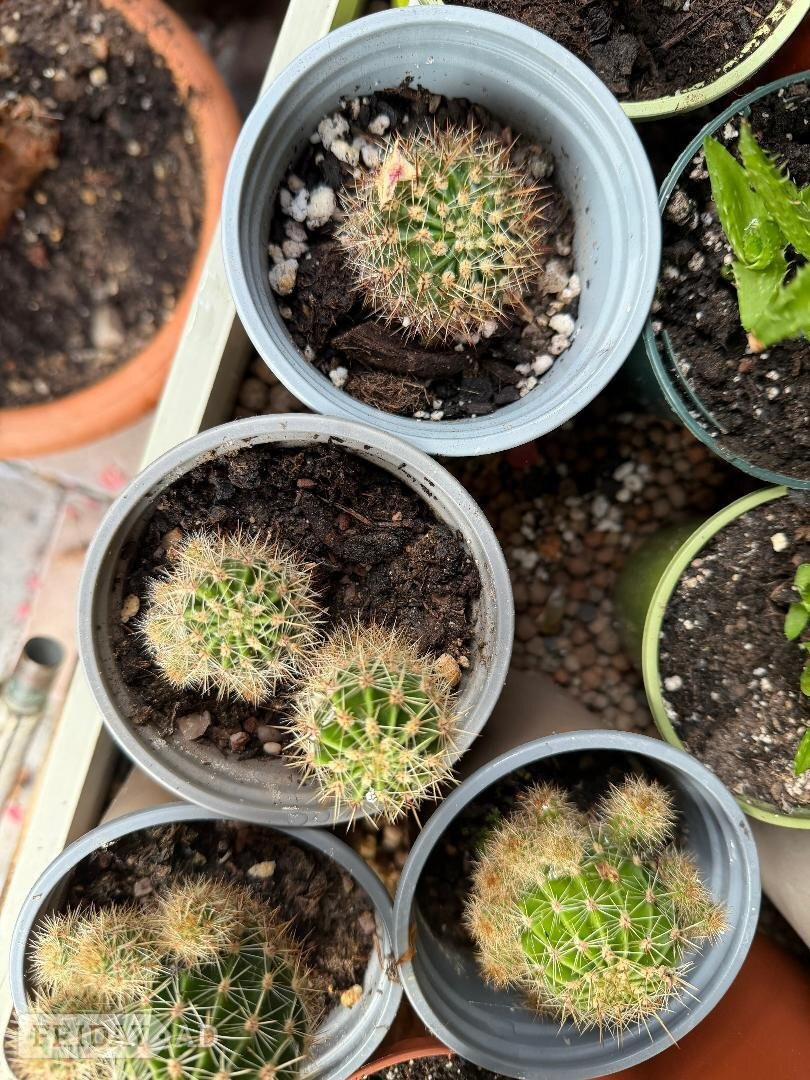 Worthing Various House plants 