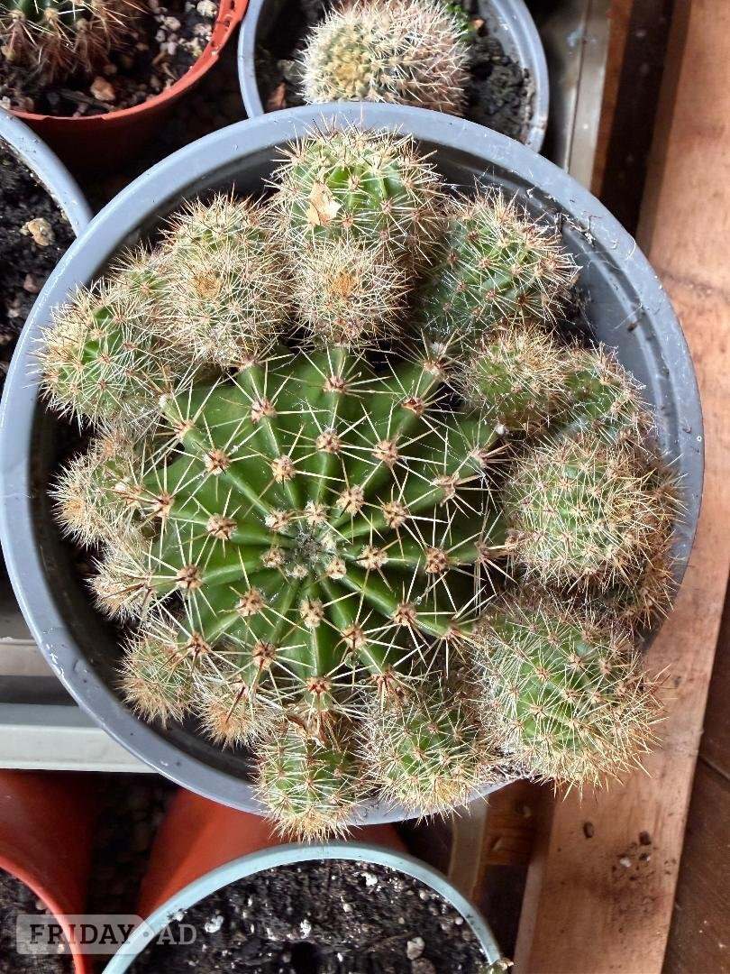 Various House plants  - Garden in Worthing