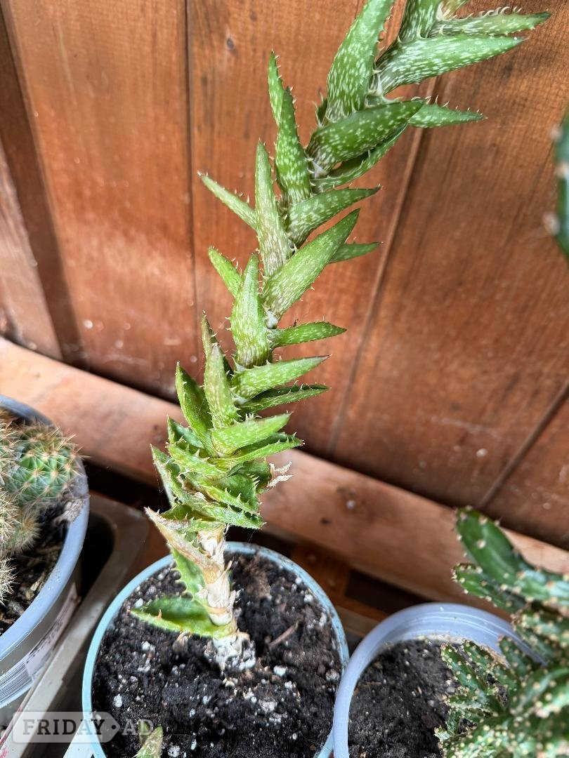 Various House plants  - Garden