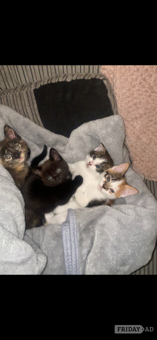 gorgeous little fluffy kittens 