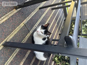 Free to loving home