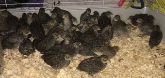 QUAILS/CHINESE PAINTED BUTTONS !