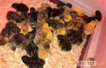 QUAILS/CHINESE PAINTED BUTTONS !