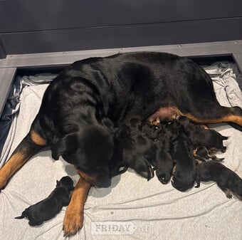 ROTTWEILER PUPPIES. KC REGISTERED. FREE INSURANCE.