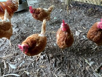 Ex Commercial Laying Hens Chickens