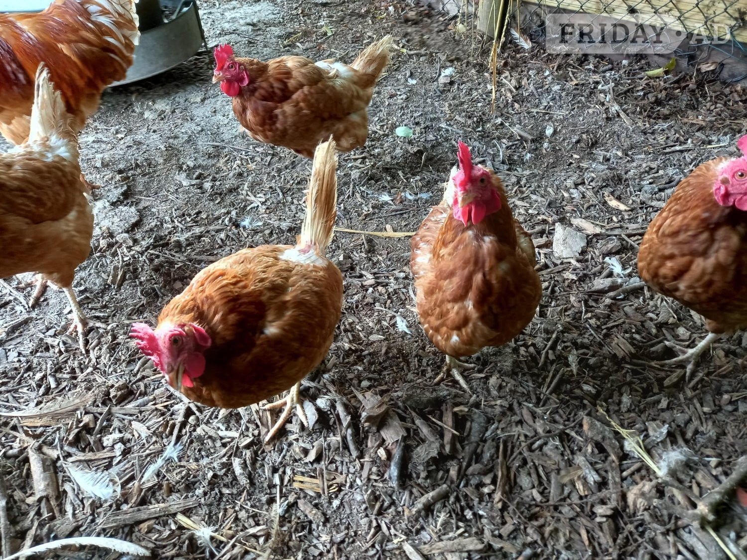 Ex Commercial Laying Hens Chickens in Swindon