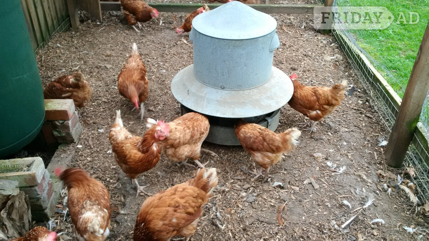 Ex Commercial Laying Hens Chickens