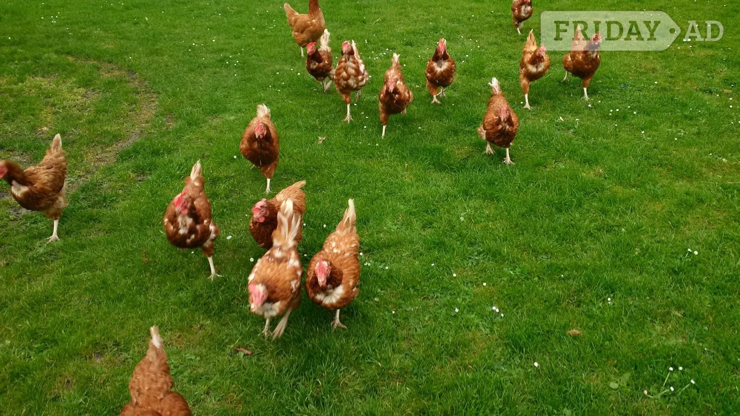 Swindon Ex Commercial Laying Hens Chickens