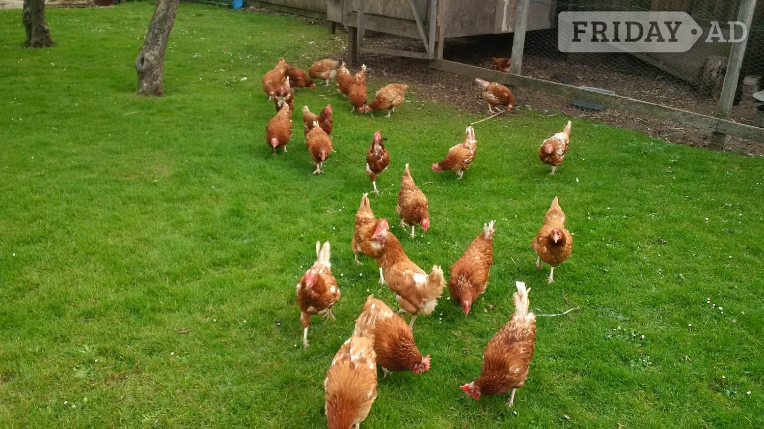 Ex Commercial Laying Hens Chickens - Poultry in Swindon
