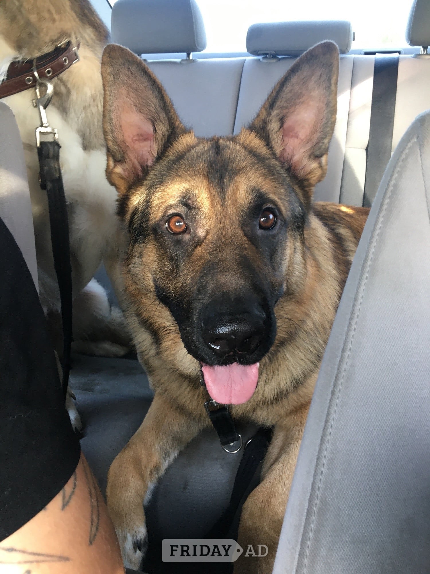 Teddy age 5 GSD  in Stowmarket