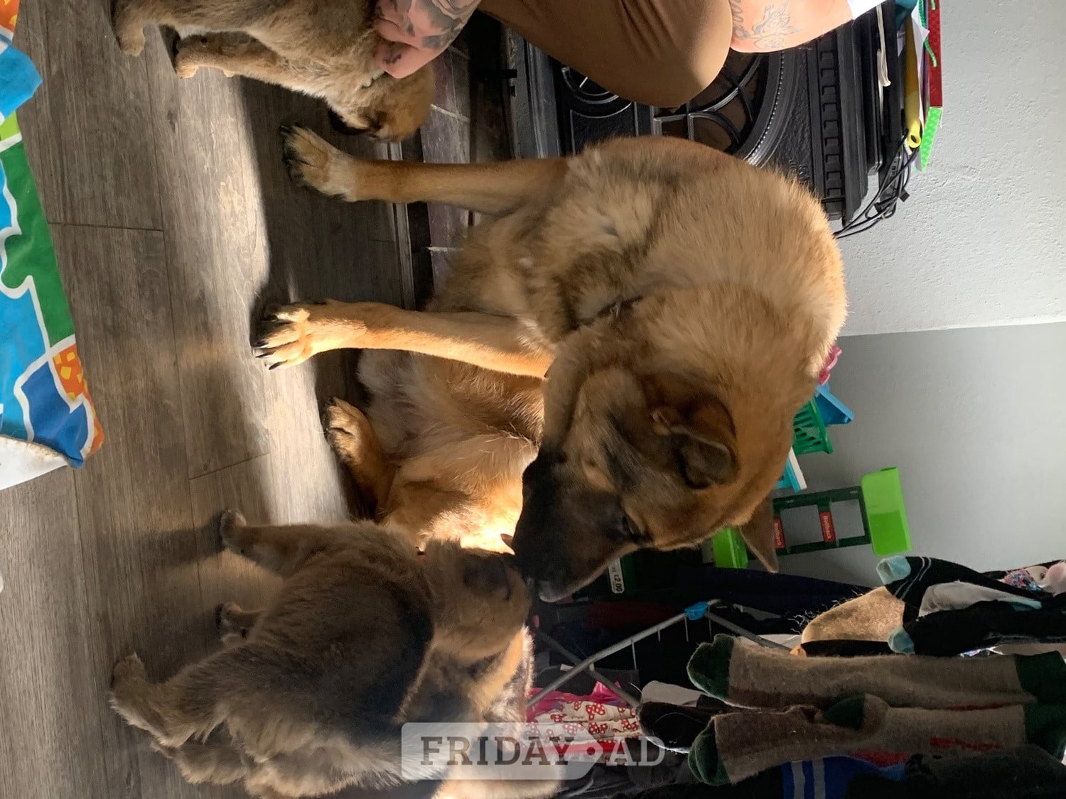 Teddy age 5 GSD 