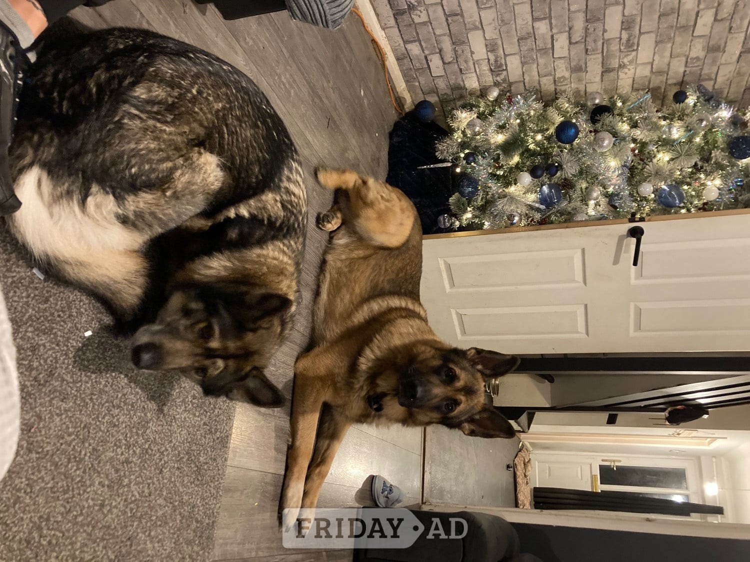 Stowmarket Teddy age 5 GSD 