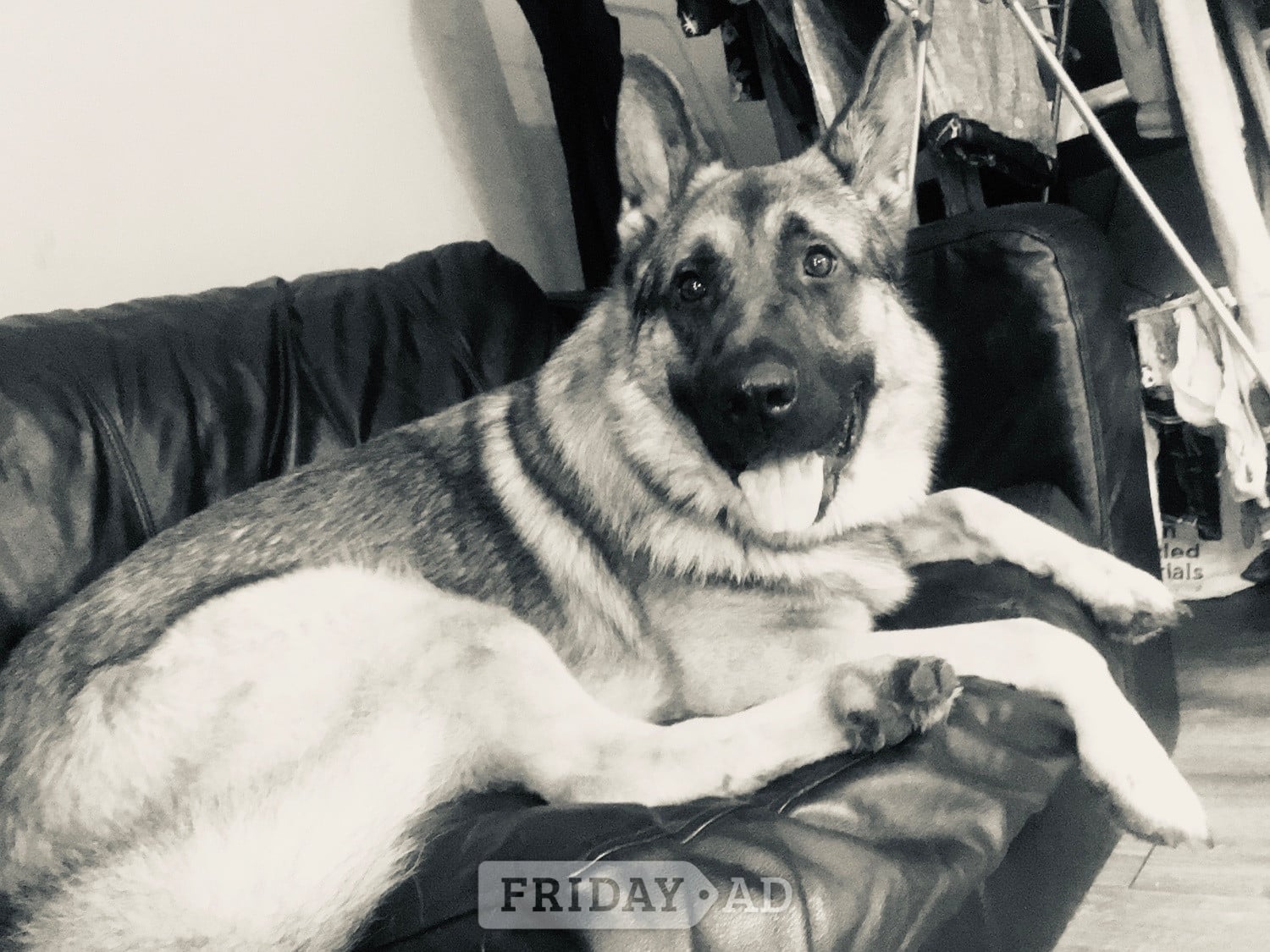 Teddy age 5 GSD  - Dogs & Puppies in Stowmarket