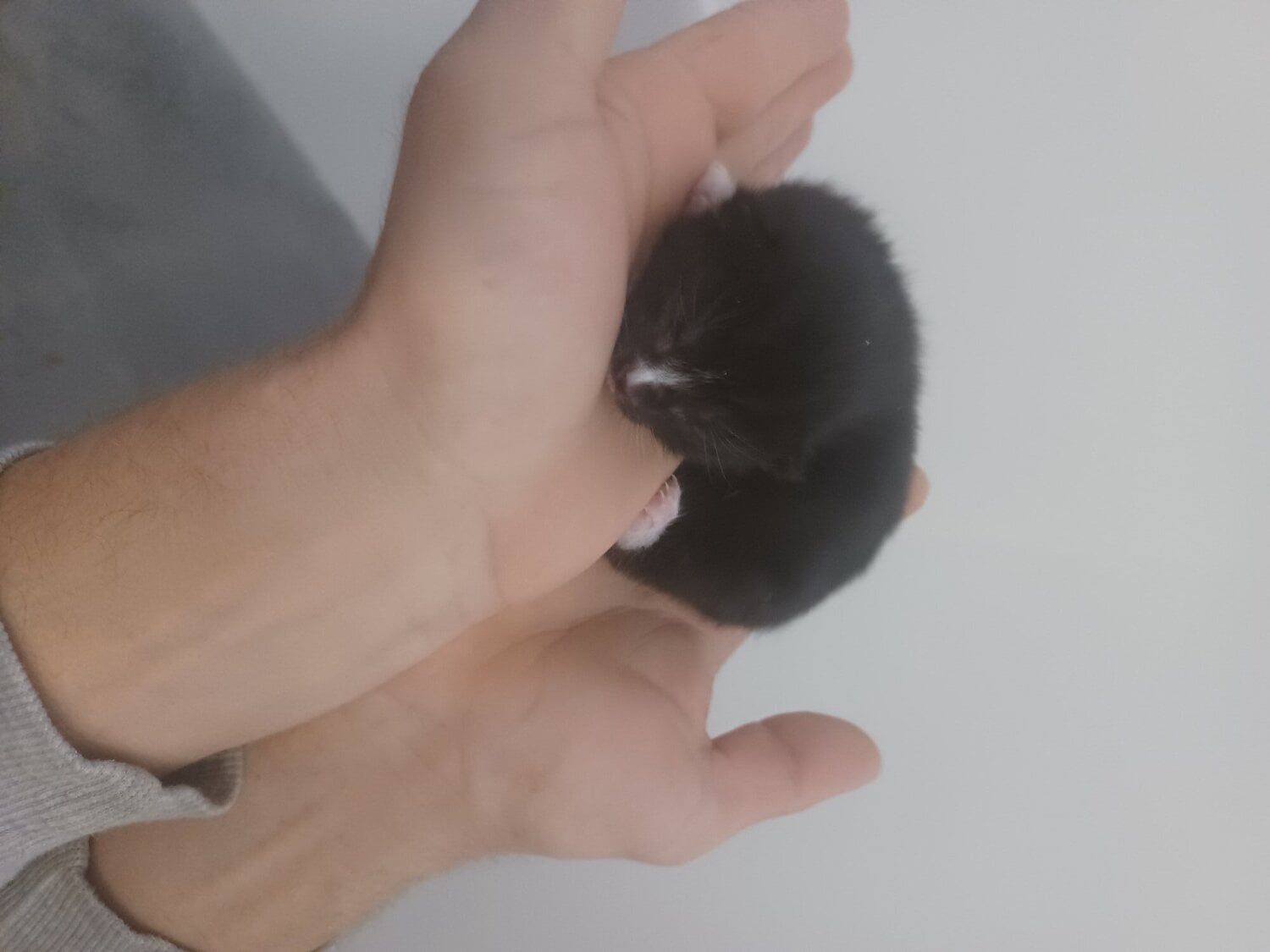 Kittens available 20th November 