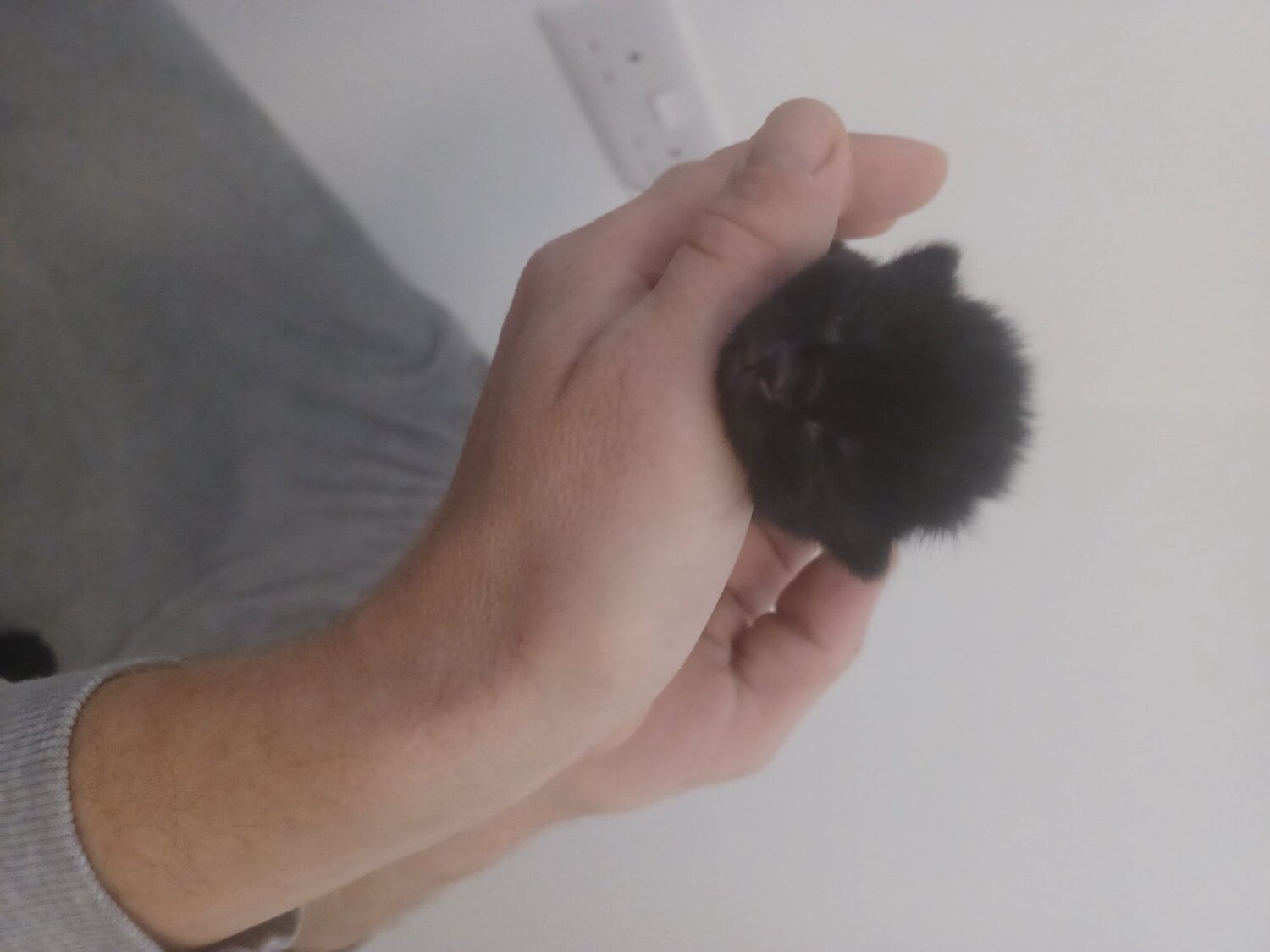 Bristol Kittens available 20th November 