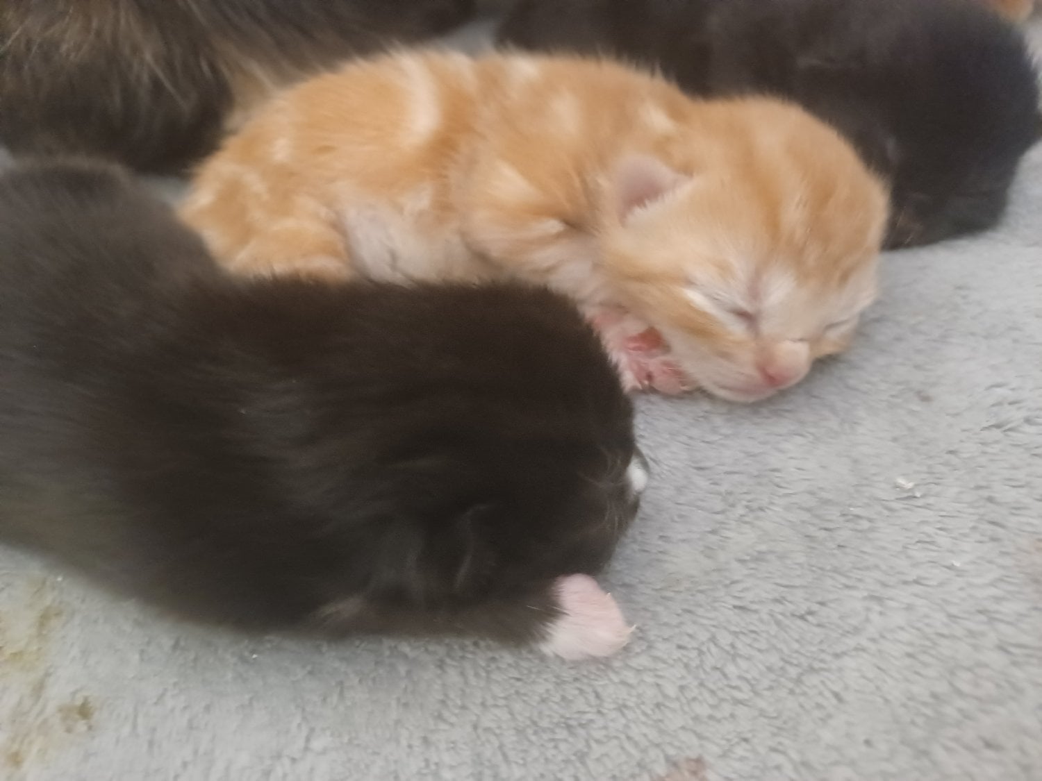 Kittens available 20th November  - Cats & Kittens