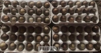 CHINESE PAINTED BUTTON QUAILS EGGS !