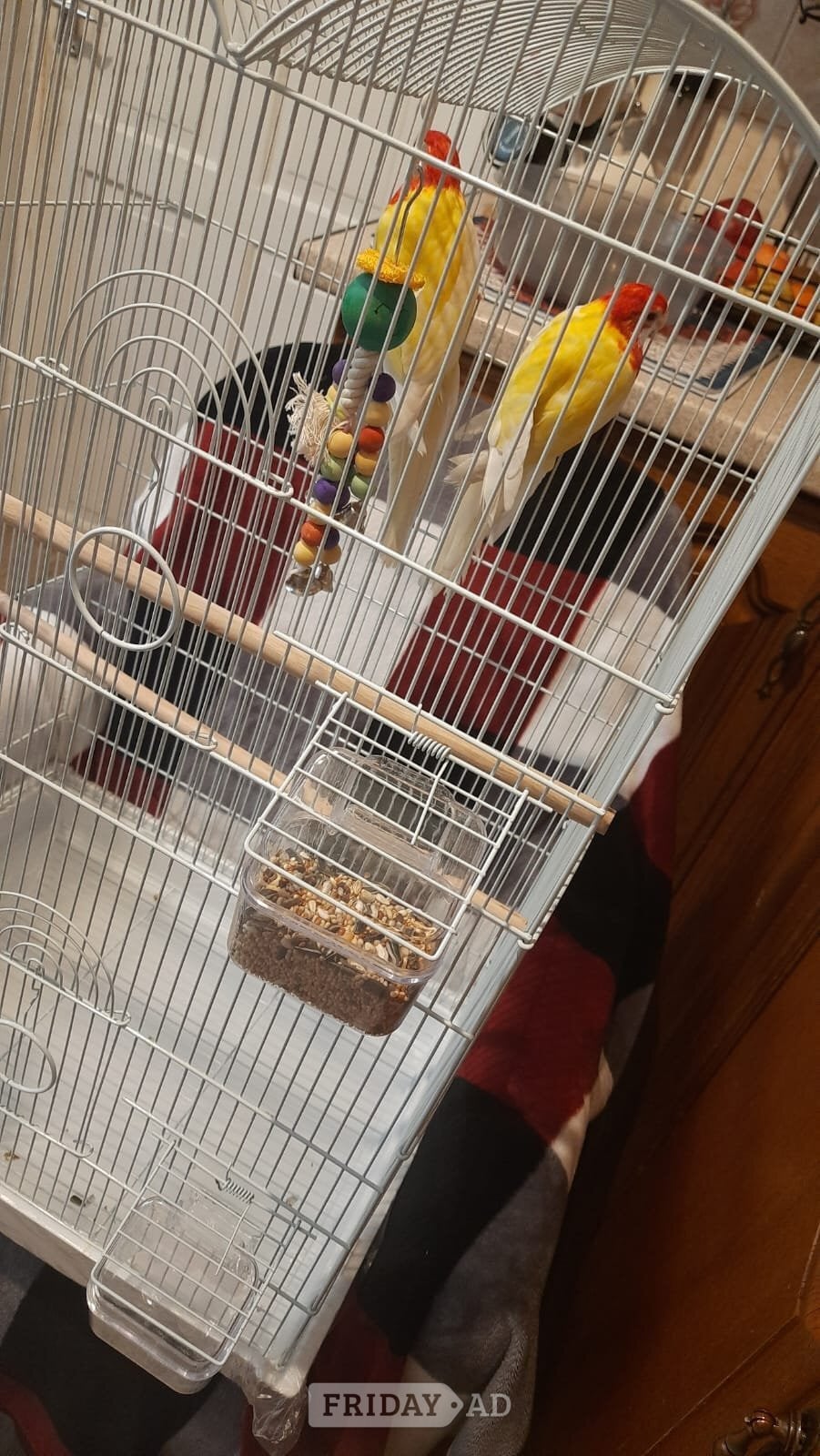 Eastern albino rosellas (extremely rare) M/F lovebirds  in Birmingham
