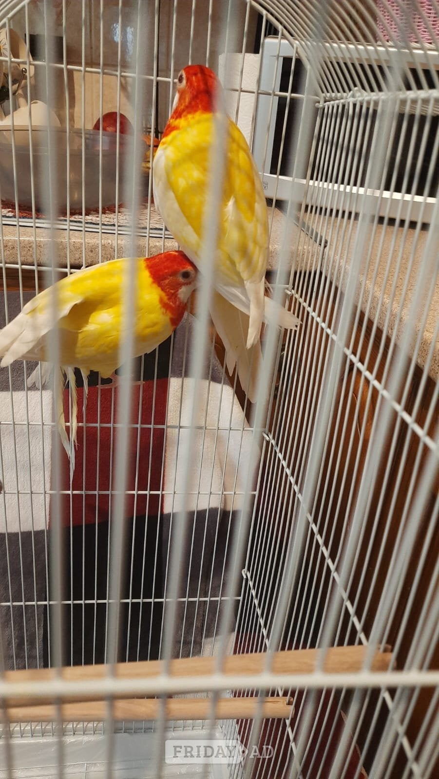 Eastern albino rosellas (extremely rare) M/F lovebirds 