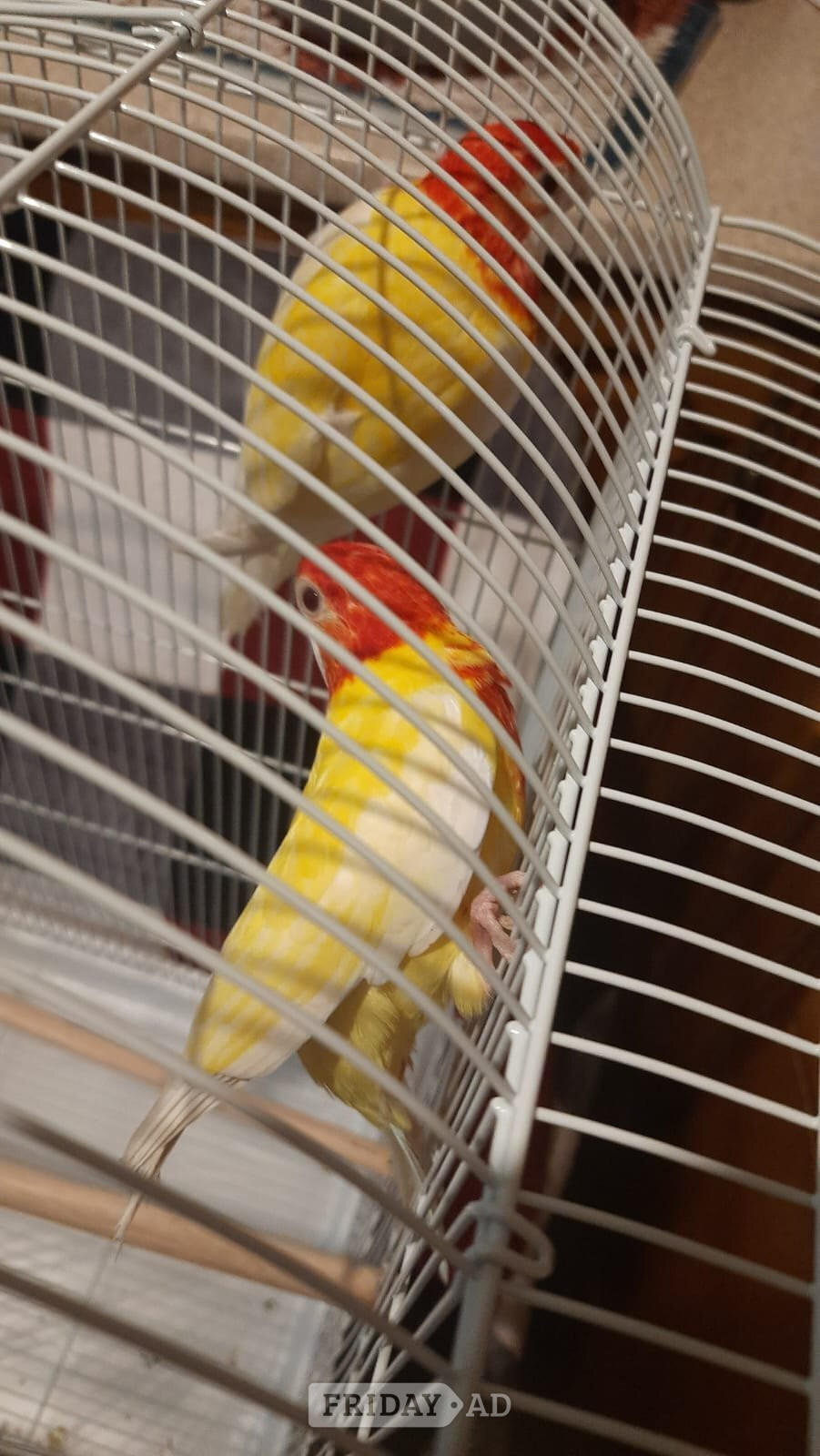Eastern albino rosellas (extremely rare) M/F lovebirds  - Birds in Birmingham