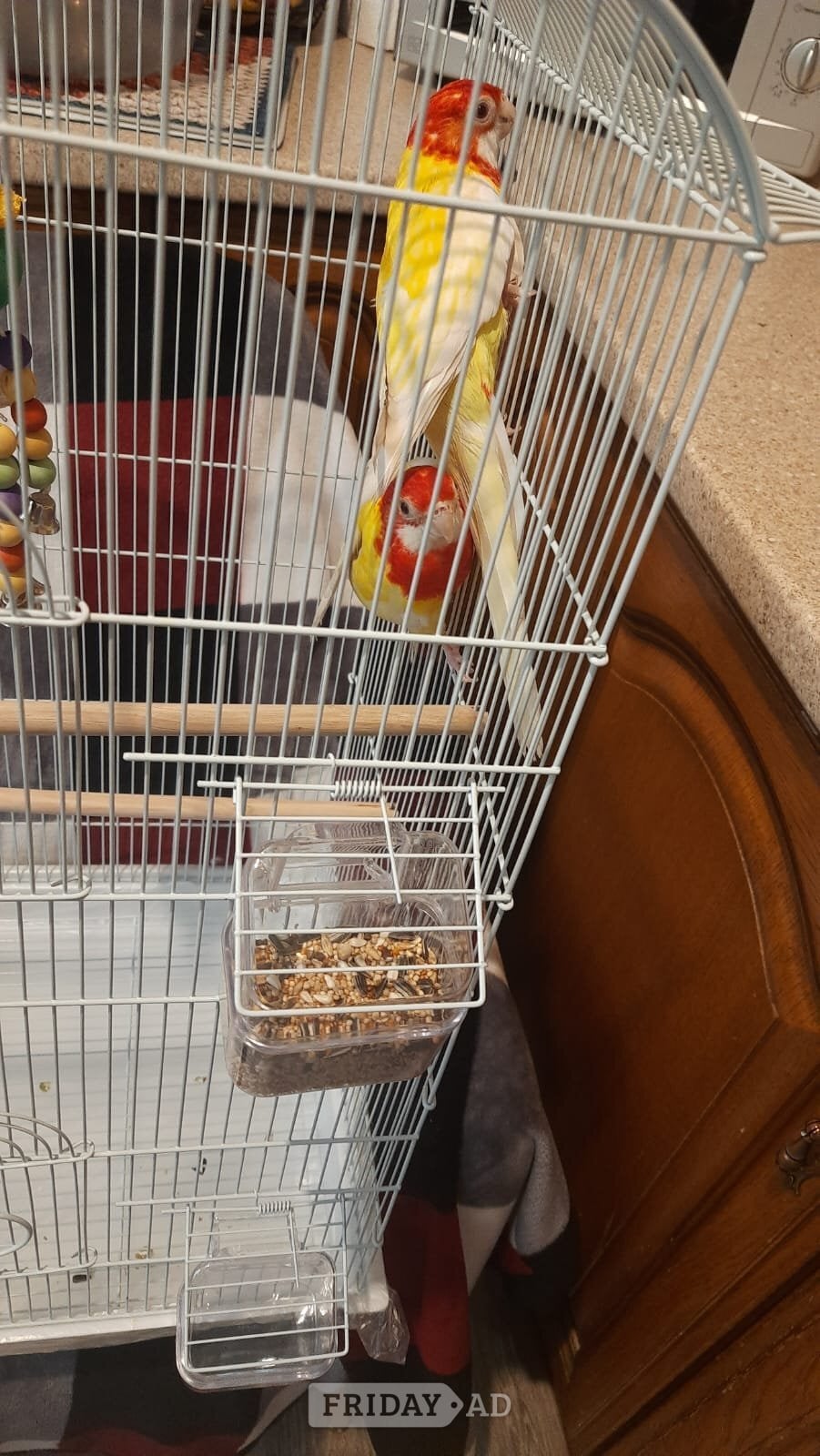 Eastern albino rosellas (extremely rare) M/F lovebirds  - Birds