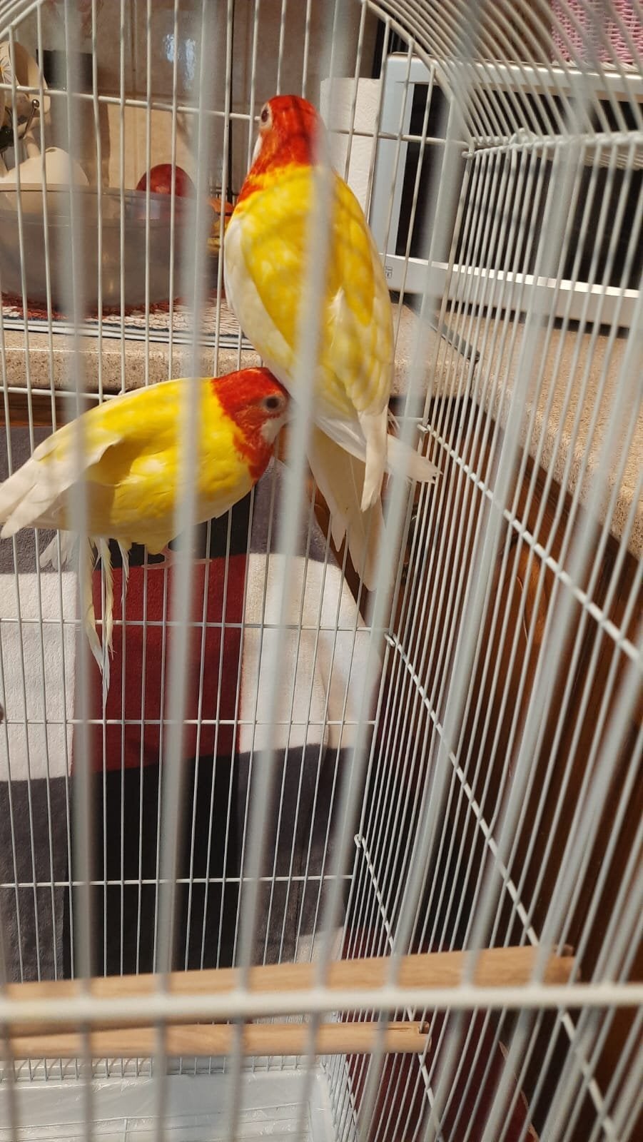 Eastern albino rosellas (extremely rare) M/F lovebirds 