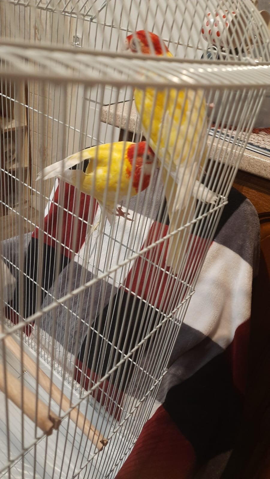 Birmingham Eastern albino rosellas (extremely rare) M/F lovebirds 