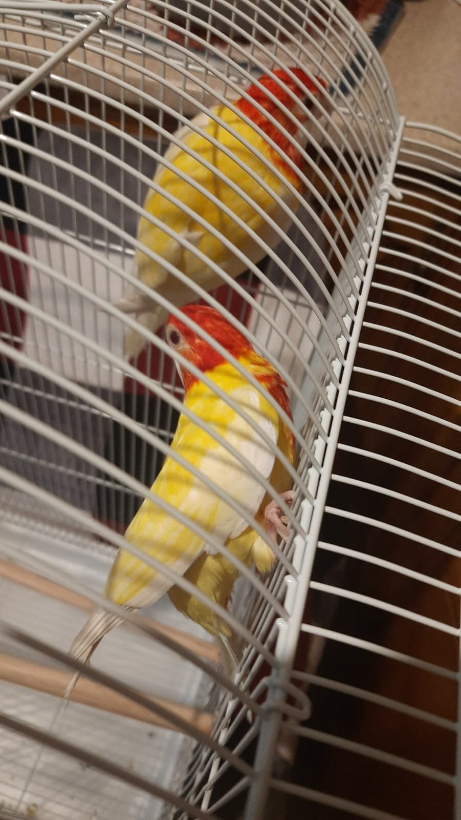 Eastern albino rosellas (extremely rare) M/F lovebirds  - Birds in Birmingham