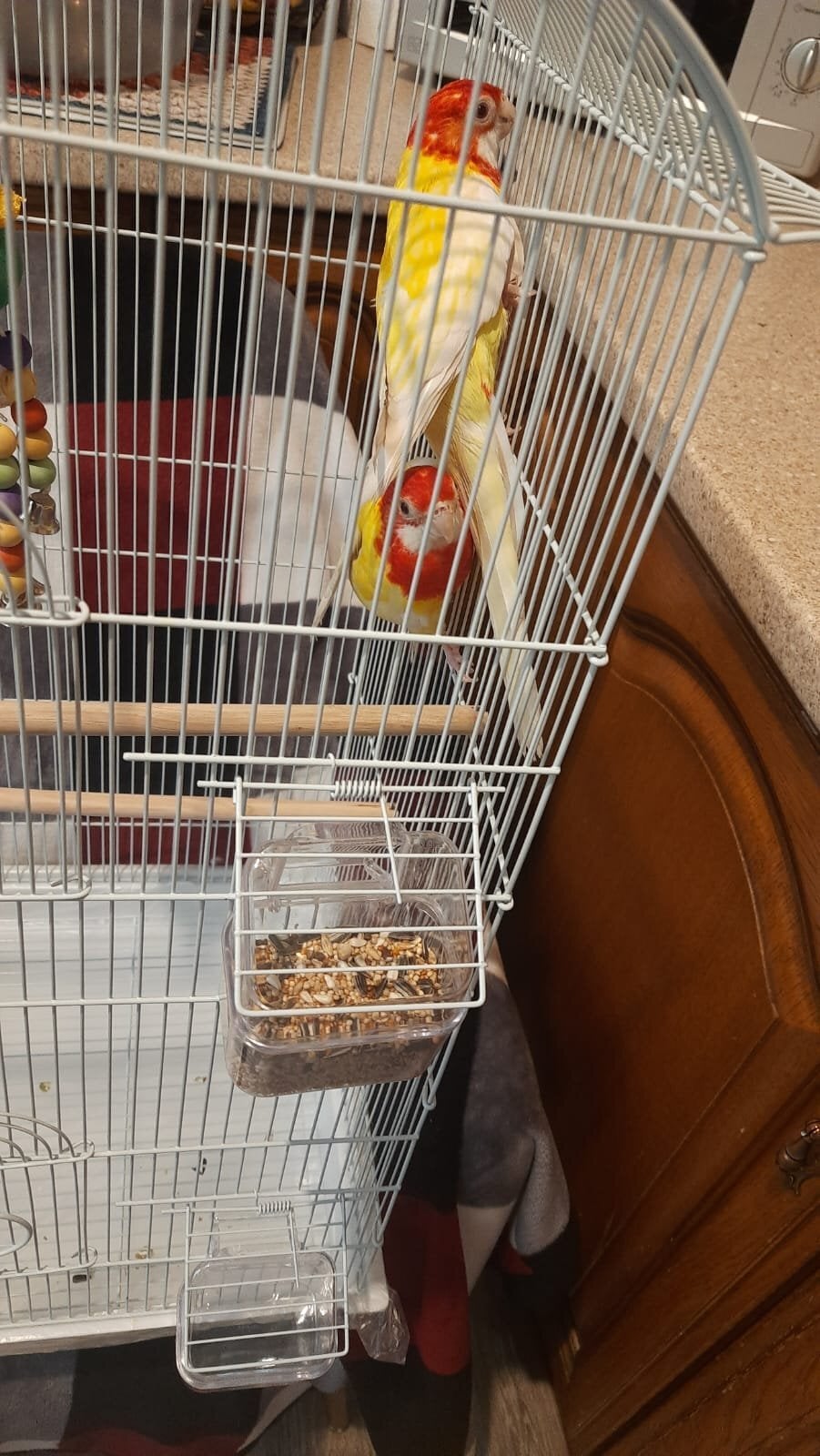 Eastern albino rosellas (extremely rare) M/F lovebirds  - Birds