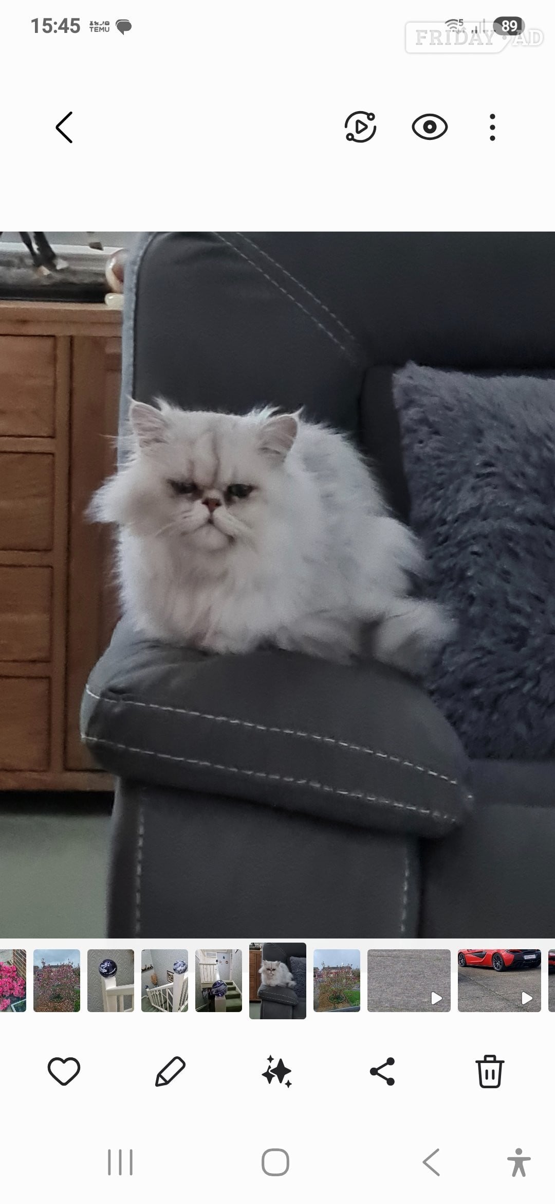 Stud Cat services 