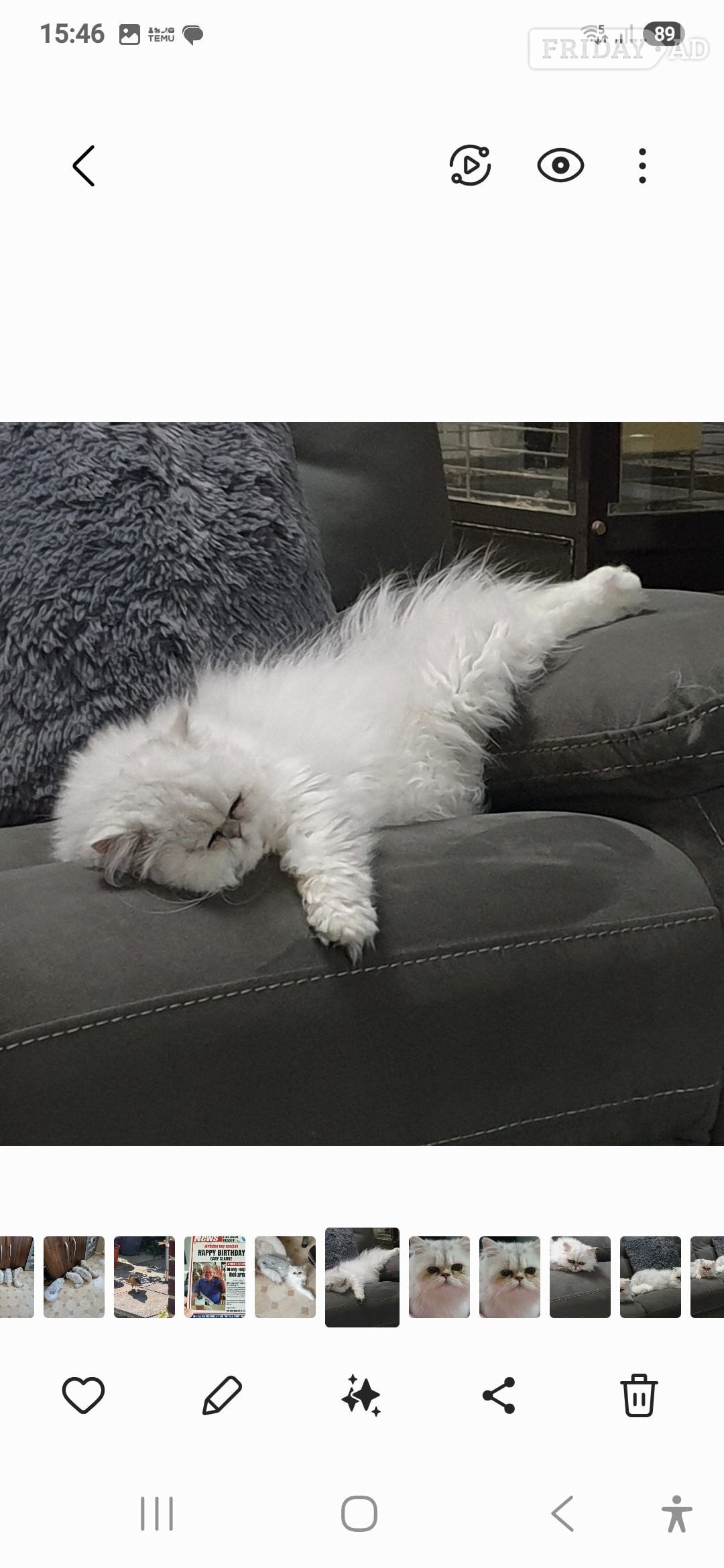 Billingshurst Stud Cat services 