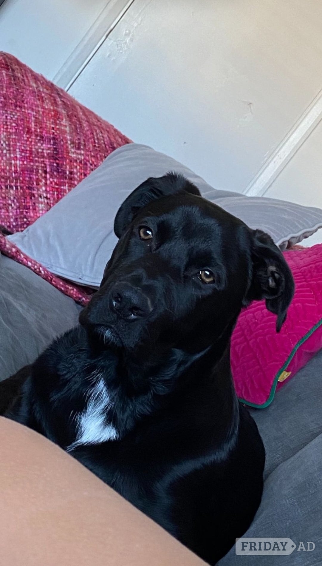German shepard x rottie 6 months  in Brighton