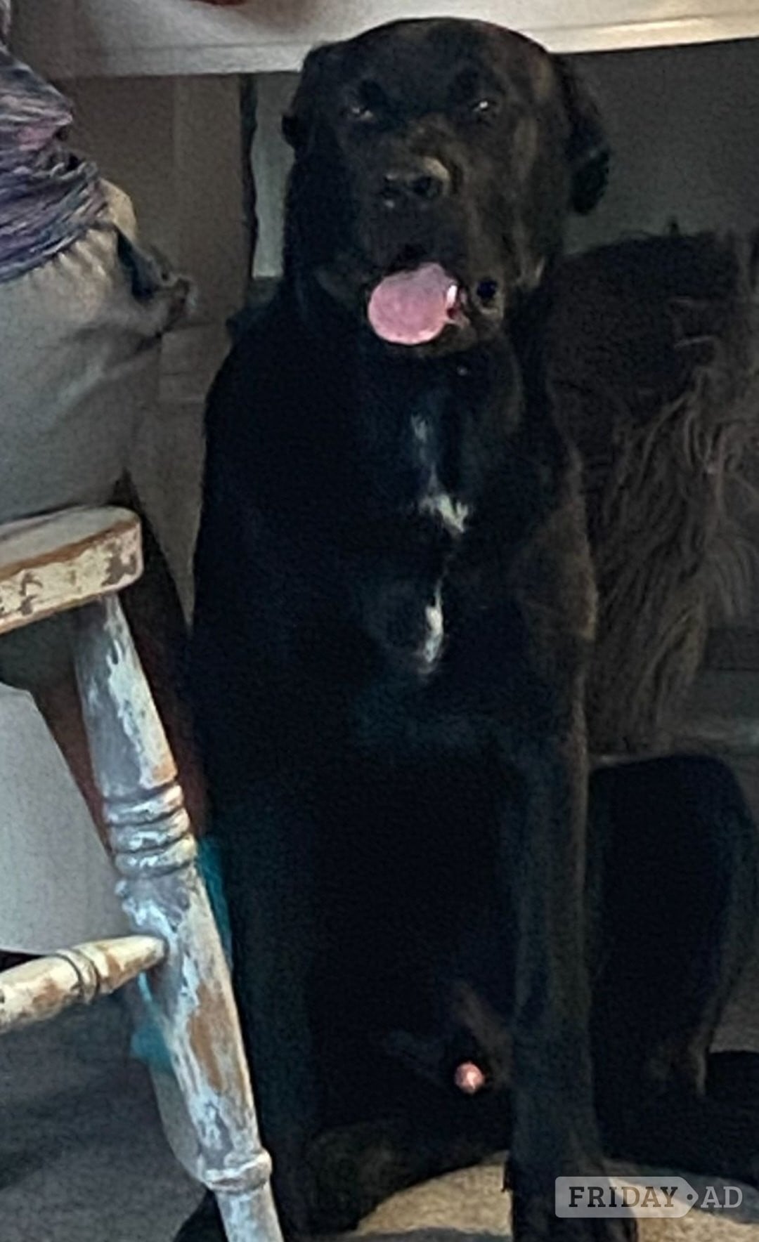 Brighton German shepard x rottie 6 months 