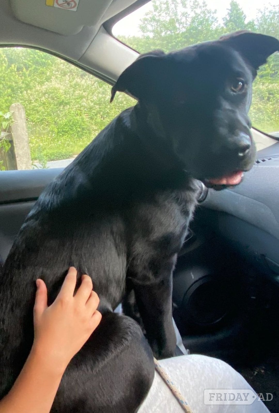 German shepard x rottie 6 months  - Dogs & Puppies in Brighton