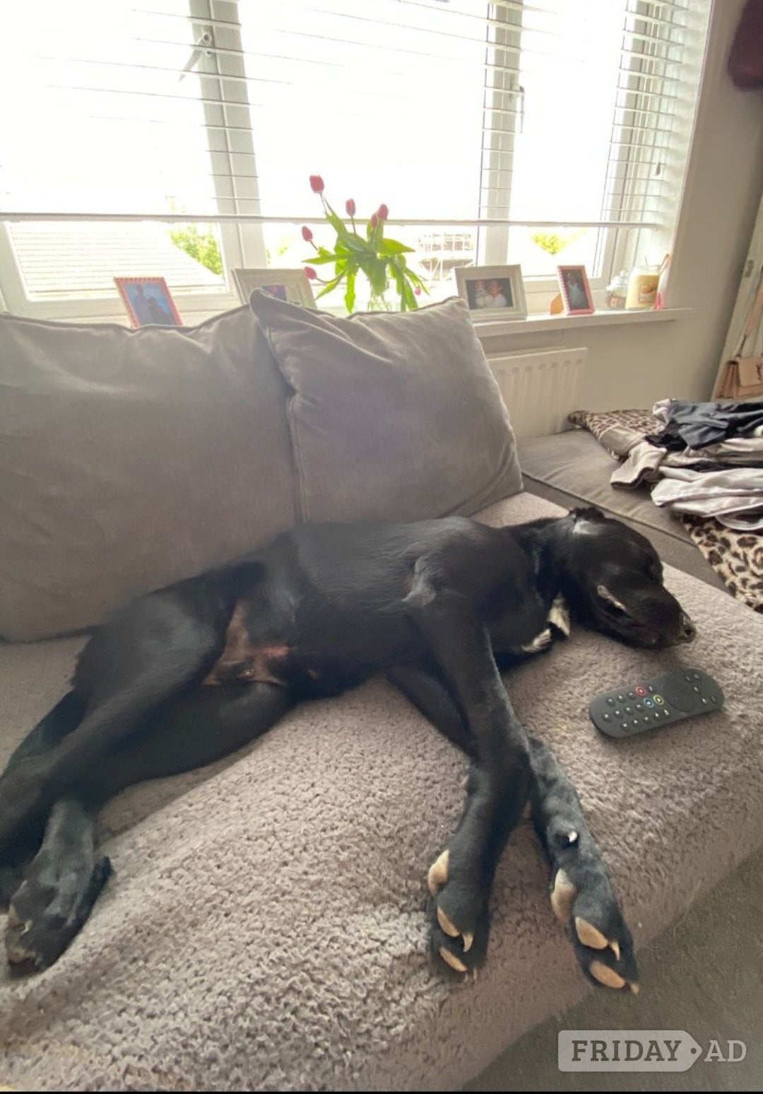 German shepard x rottie 6 months  - Dogs & Puppies