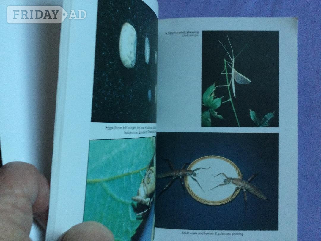 Keeping Stick Insects Paperback Dorothy Floyd - Movies, Games, Books & Music in Worthing