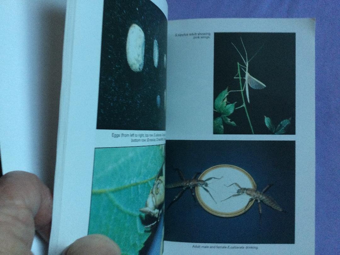 Keeping Stick Insects Paperback Dorothy Floyd. £2 - Movies, Games, Books & Music in Worthing