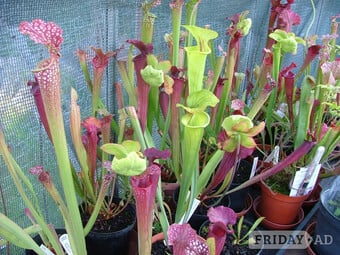Assorted Carnivorous Plants For Sale