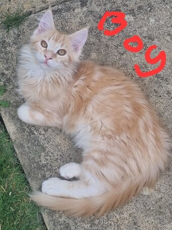 Reduced GCCF registered red and black silver maine coons 