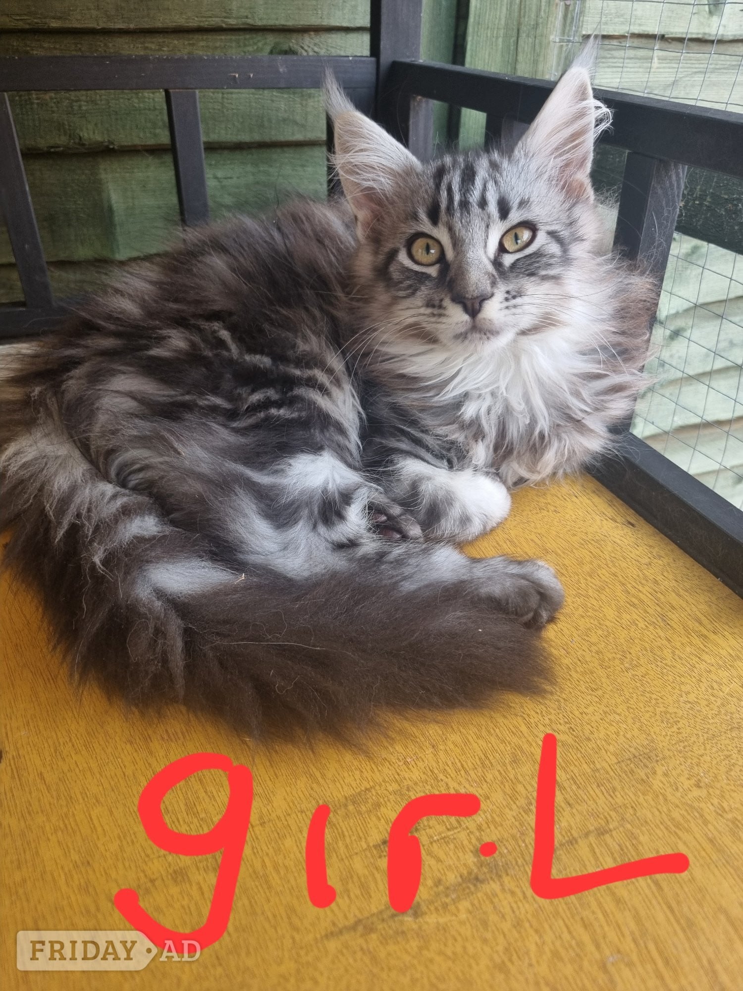 Reduced GCCF registered red and black silver maine coons 