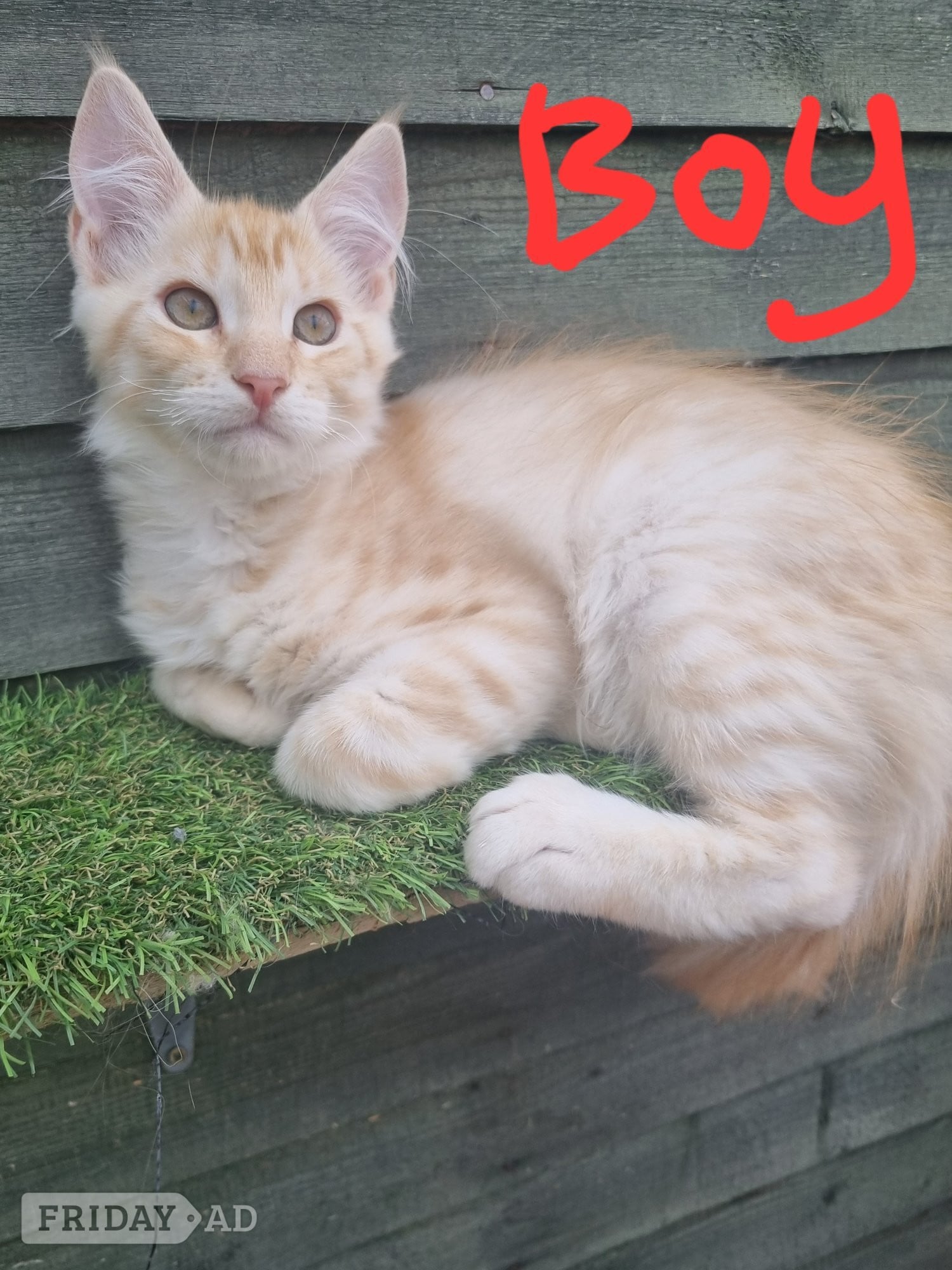 Bristol Reduced GCCF registered red and black silver maine coons 
