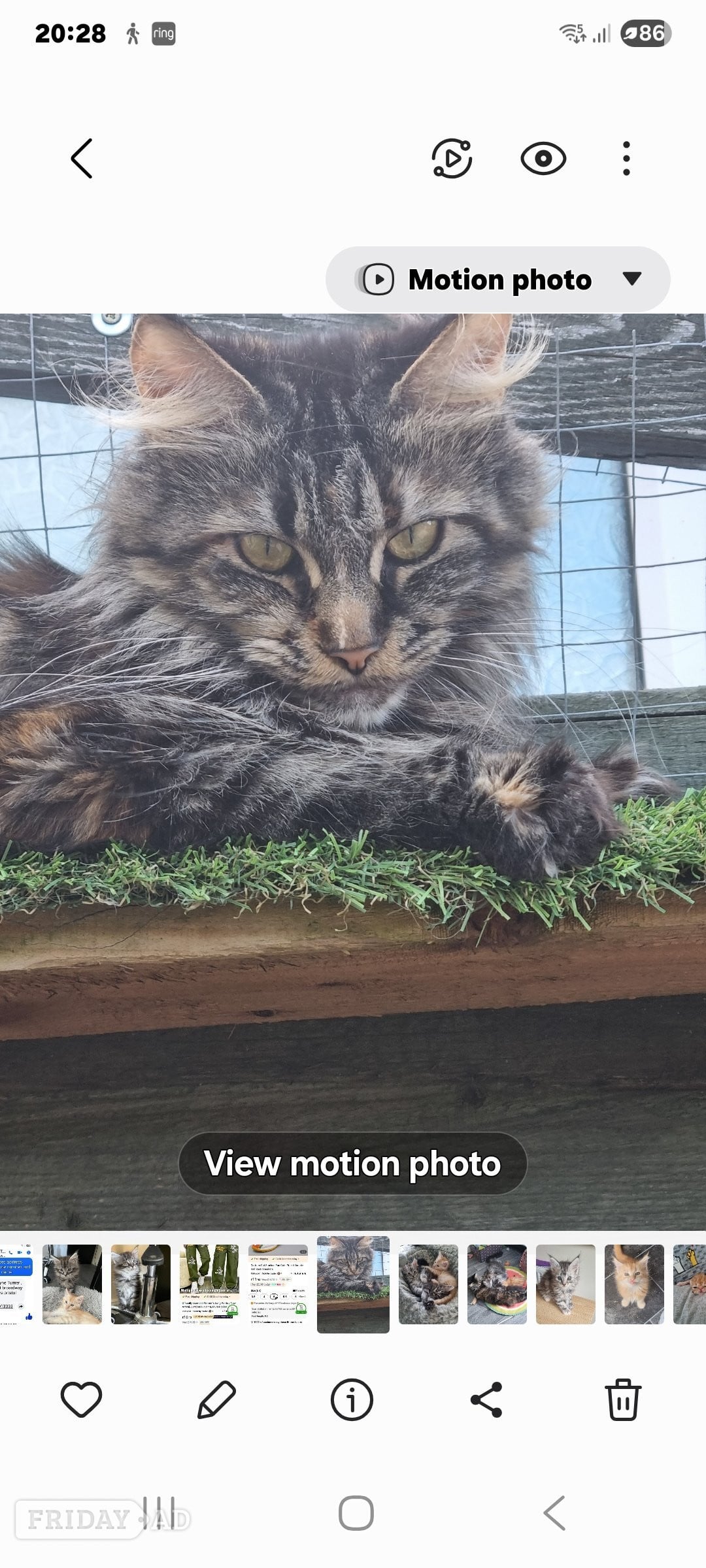 Reduced GCCF registered red and black silver maine coons  - Cats & Kittens