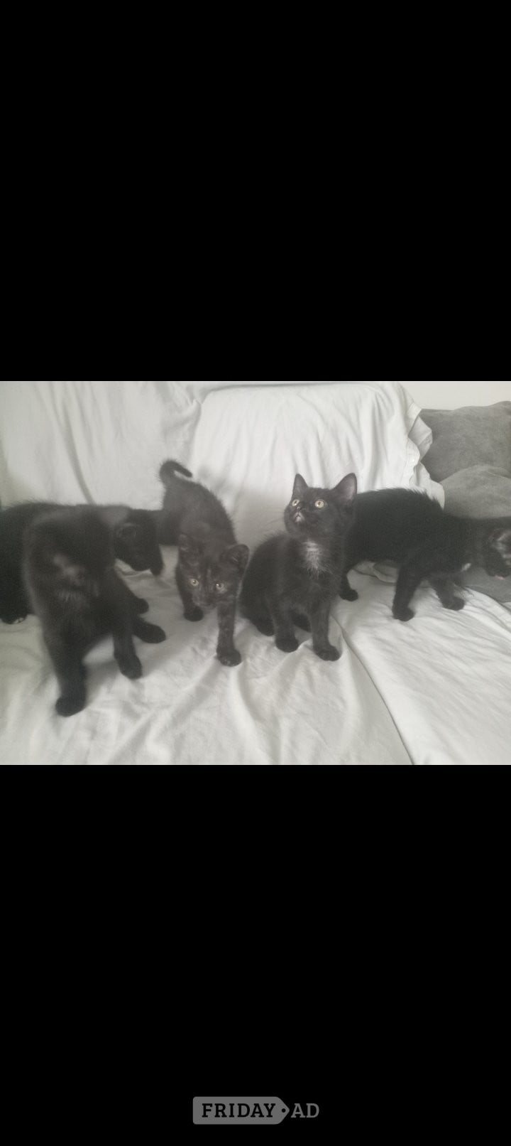 Superhero kittens needing super forever homes  in Birmingham