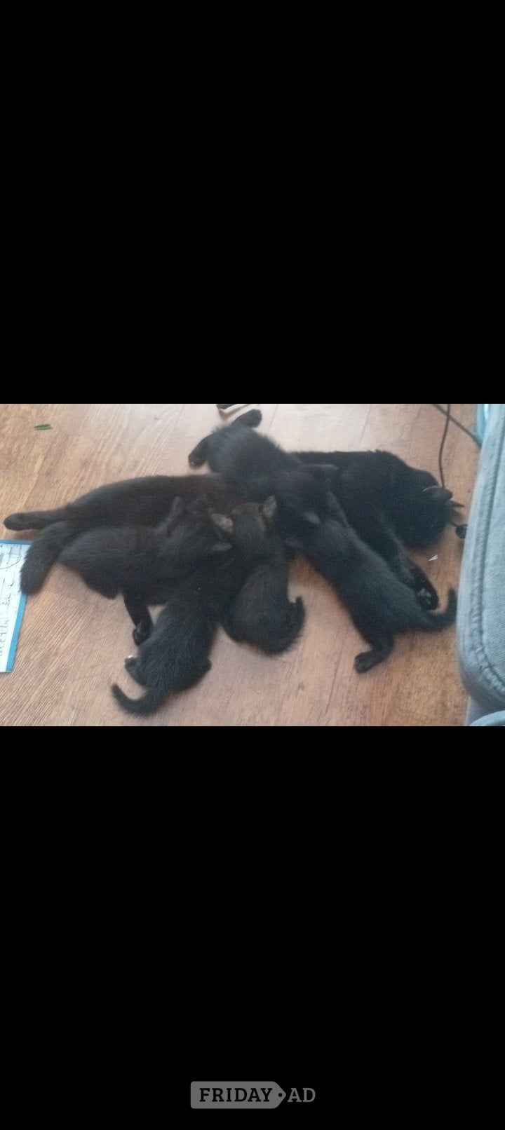 Superhero kittens needing super forever homes 